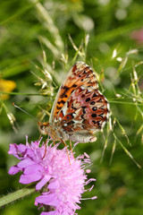 farfalla coloratissima (Boloria titania) su un capolino di knautia