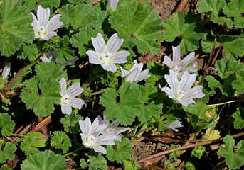 delicati fiori di Malva neglecta