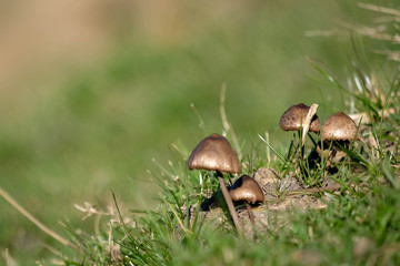 Tiny wild mushroom growth on grass.