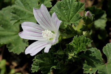delicato fiore di Malva neglecta