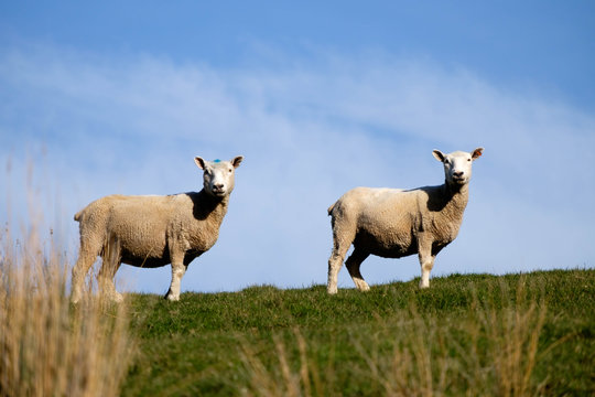 New Zealand sheep grazing on grassland. Domestic animal on grass field. Countryside image of sheep and beautiful grass hill.