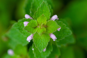 Geometric Weed Leaves