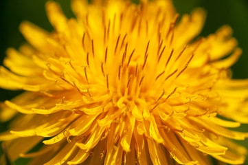 Macro Dandelion