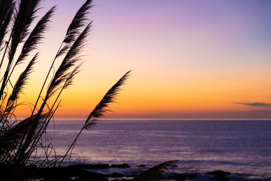 Natural landscape image of clear colorful sunset sky with silhouette of tall Toetoe (toitoi) tall grass native to New Zealand. Simple and clean vibrant natural background image with copy space.