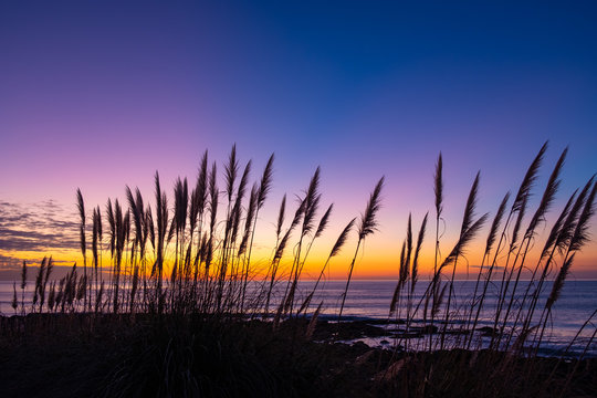 Natural landscape image of clear colorful sunset sky with silhouette of tall Toetoe (toitoi) tall grass native to New Zealand. Simple and clean vibrant natural background image with copy space.