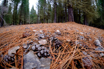 Pinecone dropping on the ground.