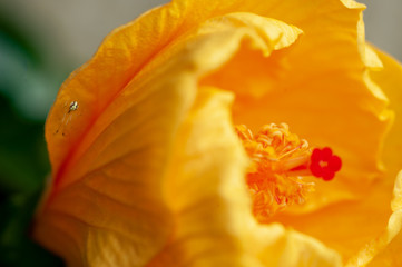hibiscus and the spider