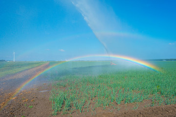 Rainbow in a field with vegetables irrigated by a traveling sprinkler in sunlight in summer