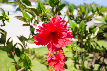 flor roja