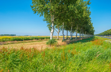 Trees in a green field along a field with grain below a blue sky in sunlight in summer