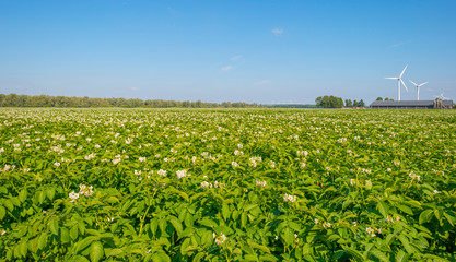 Potatoes growing in a field below a blue sky in sunlight in summer