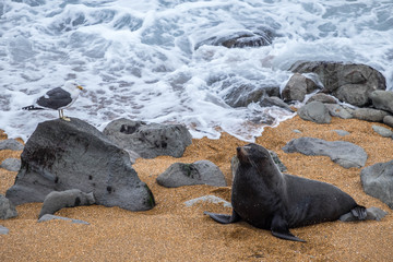 A big fur seal resting on the sandy beach. Enjoy a close encounter with them in their natural habitat on the coast of the South Island, New Zealand. This is a popular attraction among tourist.