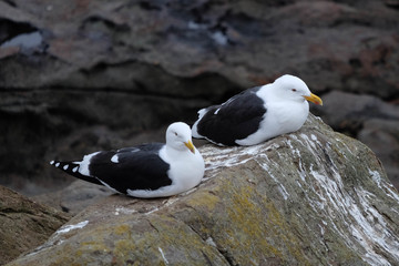 Black-backed gulls (kelp gull) are common birds along New Zealand coast and shore.