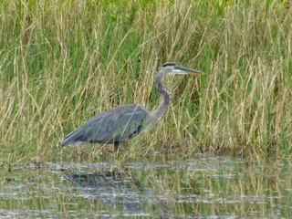 blue heron water