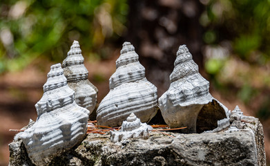 Conch shells in a concrete block - garden idea
