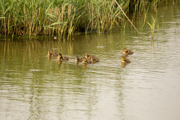 a group of Mallard duck chicks swimming on the lake