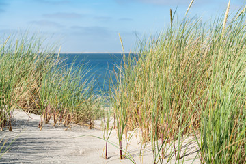 Fototapeta na wymiar Dune with beach grass.