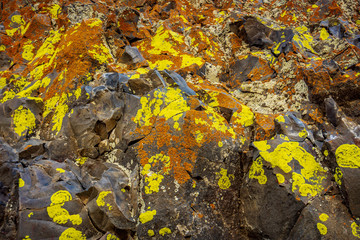 lichens on granite rock