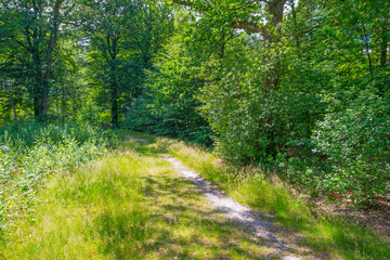 Path in a shadowy forest in sunlight in summer