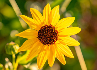 Bright yellow beach sunflower - native ground cover found along the beaches in Florida