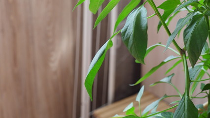 Fototapeta na wymiar Macro green leaf