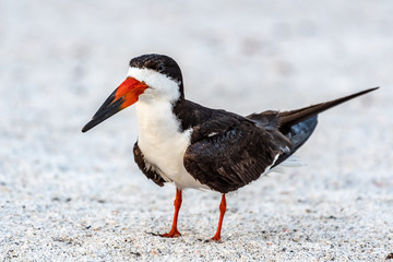 Closeup of an adult skimmer 