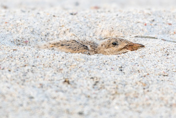 Young skimmer waits patiently in the nest