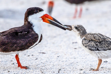 Skimmers feeding their young chicks