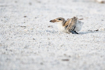 young skimmer chick running toward breakfast