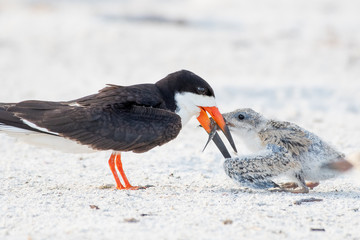 Skimmer parent feeding her baby chick