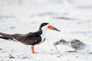 Skimmer parent feeding her baby chick