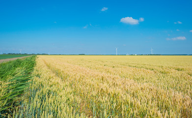 Field with a cereal grain below a blue sky in sunlight in summer