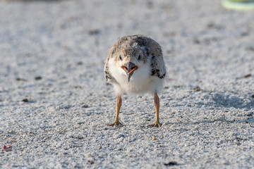 Skimmer baby calling for its parents on the beach in Florida, USA