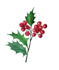 Watercolor background with Christmas plant Holly