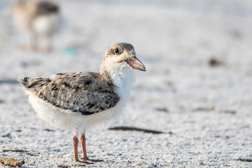 Skimmer baby on the beach in Florida, USA