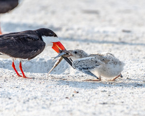 Young skimmer chick taking the fish for breakfast