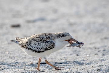 Baby skimmer with a fish