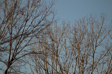 Fototapeta na wymiar bird of prey perched on the branches of trees