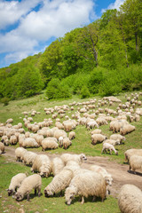 Fototapeta premium Flock of sheep
