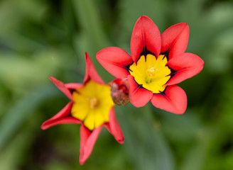 Red, yellow and black ornamental summer flower