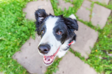 Funny outdoor portrait of cute smilling puppy border collie sitting on park or garden background. New lovely member of family little dog gazing and waiting for reward. Pet care and animals concept