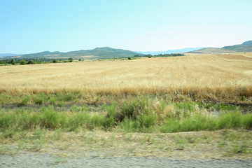 Ripened panicles of Common Oats Avena sativa .Rural landscape at dawn, terrain with oat fields and from the village on the hill. photo.