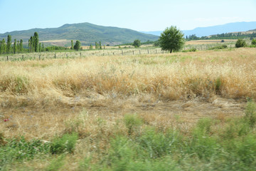 Ripened panicles of Common Oats Avena sativa .Rural landscape at dawn, terrain with oat fields and from the village on the hill. photo.