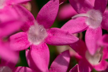 Close up of pink pentas - flowers in Florida