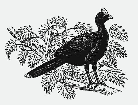 Helmeted curassow pauxi sitting on a branch. Illustration after a historical engraving from the early 20th century
