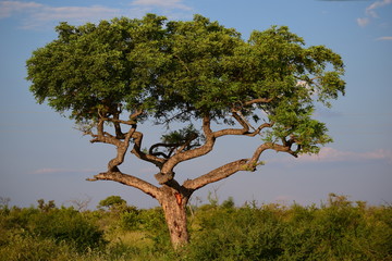 Mopani tree