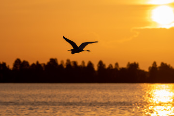 Fototapeta na wymiar Silhouette of a egret flying at sunrise in the orange sky