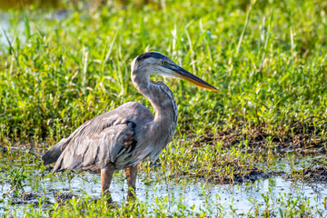 Great blue heron poses for a portrait