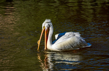 American White Pelican