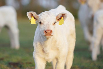 The portrait of a white Charolais calf with pierced ears posing outdoors standing on a green...
